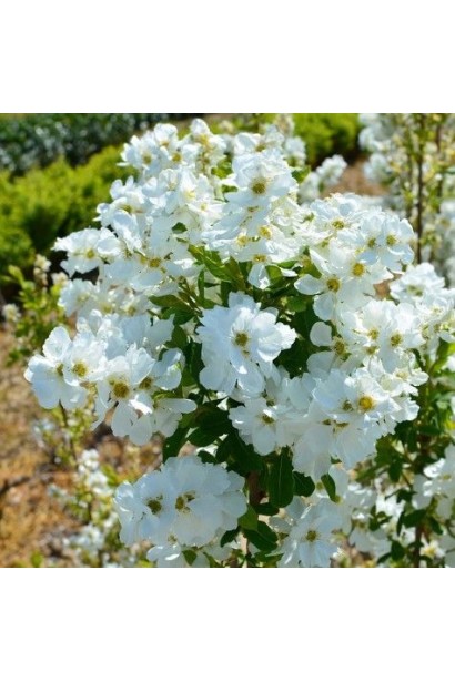 Екзохорда `Magical Springtime`у полив